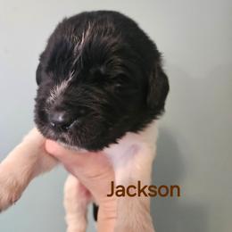 Jackson - White and black male Newfoundland puppy in Honey Grove, Pennsylvania from Heinrich Family Newfoundlands