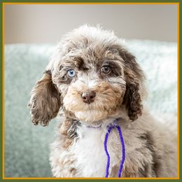 Buffy - Merle female Cockapoo puppy in Connersville, Indiana from Deaz Doodle Ranch