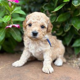 Malibu - Red  male Poodle puppy in Wharton, Texas from In the Red Poodles