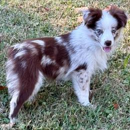 D'arcy - Red merle female Miniature Australian Shepherd puppy in Patterson, North Carolina from DreamLine Aussies