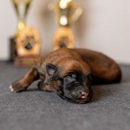 Boy 1 - Fawn male Belgian Malinois puppy in Lincoln, Nebraska from Nebraska K9