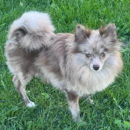 Patty - Chocolate merle female Pomeranian puppy in New Lenox, Illinois from Illinois Poms