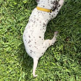 Dalmatian Puppies from Louisiana Roux Dalmatians