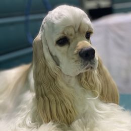 Bunny - Cocker Spaniel