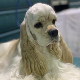 Bunny - Cocker Spaniel