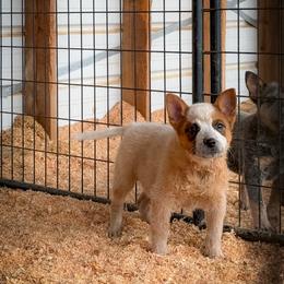 Yellow collar - Red speckled male Australian Cattle Dog puppy in Spokane, Washington from 4D Cattle Dogs