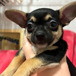 Franny's girl 1 - Black and tan female Chihuahua puppy in Illinois from Briarwood Farm