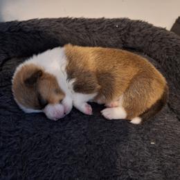 Cooper - Sable male Pembroke Welsh Corgi puppy in Purcellville, Virginia from Rhone River Farm Pembroke Welsh Corgis
