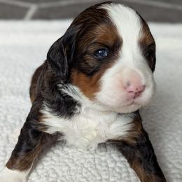 Red - Tri-color female Bernedoodle puppy in Connecticut from Valley View Doodles
