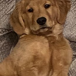 Golden Retriever All Grown Up from Shadyview Farm