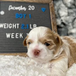 Shih Tzu Puppies from Calta’s Cute Shih Tzus