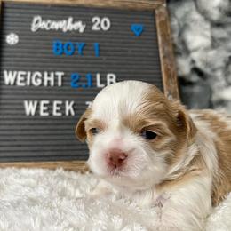 Shih Tzu Puppies from Calta’s Cute Shih Tzus