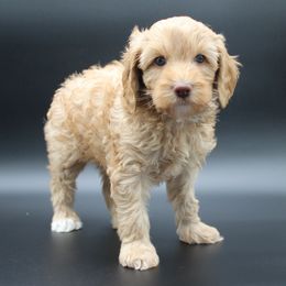 Gemini - Red female Australian Cobberdog puppy in Bellingham, Minnesota from Whispering Prairie Australian Cobberdog