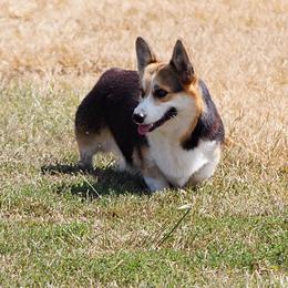 Patsy - Pembroke Welsh Corgi