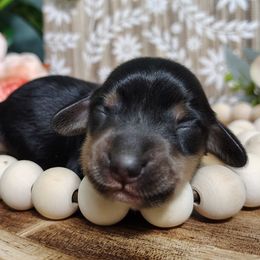 Dachshunds from UGG Ranch