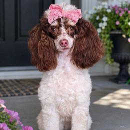 Avry - GUARDIAN HOME - Read description - Parti female Poodle puppy in Cleveland, Tennessee from Edgewater Doodles & Designer Pups