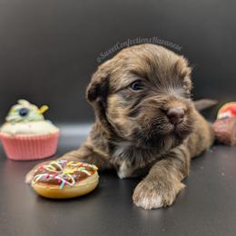 Cinnamon Roll - Red sable male Havanese puppy in Marysville, Ohio from Sweet Confections Havanese