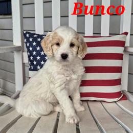 BUNCO - Parti male Labradoodle puppy in Sussex, Wisconsin from Dancing Doodles