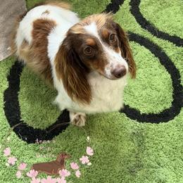 Bella - Dachshund