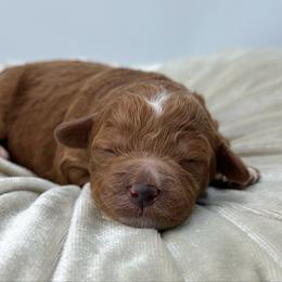 Lovie - Red  female Goldendoodle puppy in Queen Creek, Arizona from Goldendoodle AZ