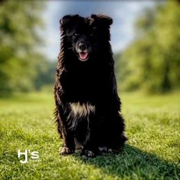 Mouse - Australian Shepherd