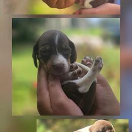 Dachshund puppies from Dixie Chic Frenchies & Dachshunds
