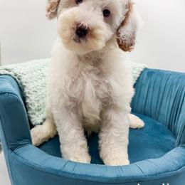 Apollo - Parti male Goldendoodle puppy in Sunman, Indiana from Brunsman Country Doodles LLC
