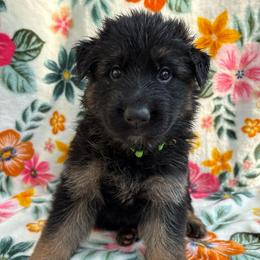 7up - Black and red female German Shepherd puppy in Coplay, Pennsylvania from By My Side Germans Shepherds & Dobermans