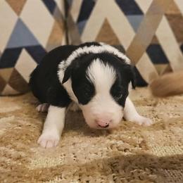 Tarragon - Black and white male Border Collie puppy in Dewey, Arizona from Fásach Stockdogs