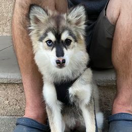 Stormy - Black and white female Pomsky puppy in La Verne, California from Red Cedar Pomskies