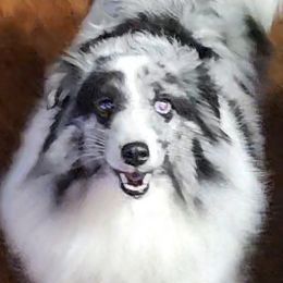 NovaLee - Shetland Sheepdog