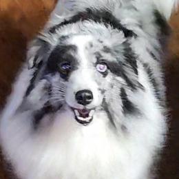 NovaLee - Shetland Sheepdog