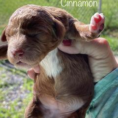 Girl 1 - Labradoodle puppy in Weber County, Utah from Old Macs Doodles