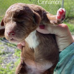 Girl 1 - Labradoodle puppy in Weber County, Utah from Old Macs Doodles