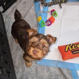 DEX - Chocolate and tan male Yorkshire Terrier puppy in Eastpointe, Michigan from TLC Kennels TenderLittleCuties
