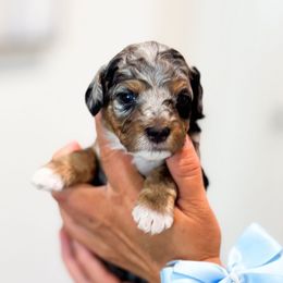 Pongo - Blue merle male Bernedoodle puppy in Ontario, California from Teddy Doodles & Standard Poodles