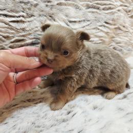 Lilac and tan - Silver male Chihuahua puppy in Richmond, Virginia from Breens