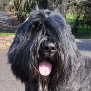 Bouvier des Flandres from Heartbreaker Bouviers
