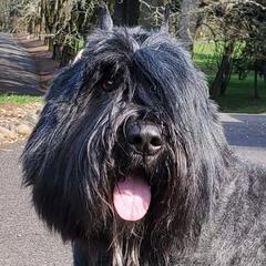 Bouvier des Flandres from Heartbreaker Bouviers