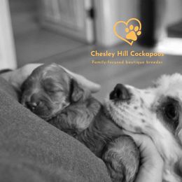 Cockapoo Puppies from Chesley Hill Cockapoos