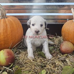Liver longcoat girl - White and liver brown female Dalmatian puppy in Conrath, Wisconsin from JSF Dalmatians LLC