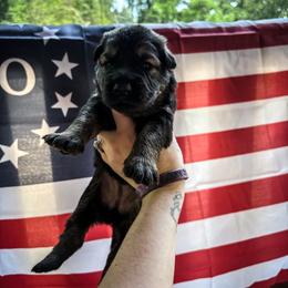 Eliska - Sable female German Shepherd puppy in Knowlton Township, New Jersey from Augenblick Kennels