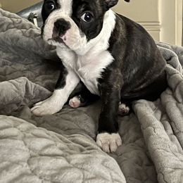 Boston Terrier Puppies from Bonze Boston Terriers
