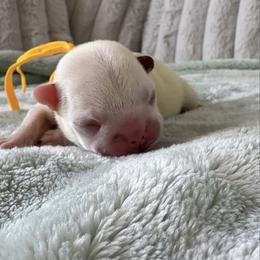 Girl 6 - Fawn female French Bulldog puppy in Galt, California from The three little frenchies