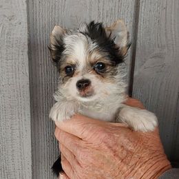 Boy 2 - Parti male Yorkshire Terrier puppy in Jamestown, Tennessee from Green Ridge