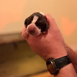 Red - Liver and white male German Shorthaired Pointer puppy in Ash Flat, Arkansas from SmokePoint GSPs