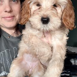 Joplin - Cream female Cockapoo puppy in Denver, Pennsylvania from Greenview Puppies