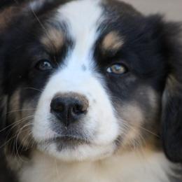 Baxter - Blue merle male Miniature Australian Shepherd puppy in Gretna, Virginia from Adams Acres Cattle Dogs