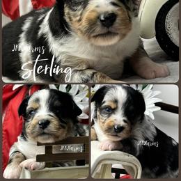 4 Sterling, BMM - Blue merle male Miniature American Shepherd puppy in Huntington, Texas from JKKJ Farms, LLC