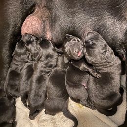 Labrador Retriever Puppies from Corner Crest Labs